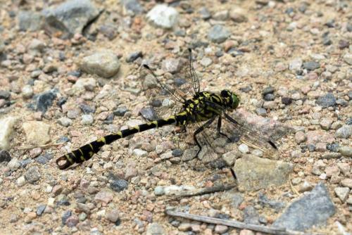 Réf. 346 567 : Onychogomphus forcipatus